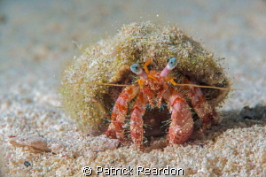 Hermit crab.  D800 with Nikon 105 and SubSea 5X. by Patrick Reardon 